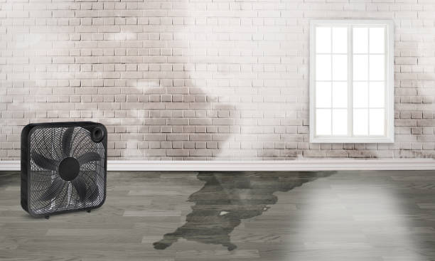 Best Water damage cleanup near me  in Reno, TX